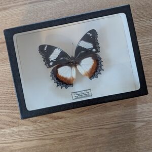 Framed Véritable Butterfly